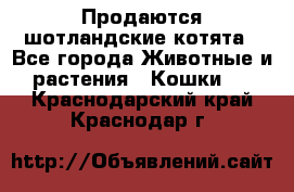 Продаются шотландские котята - Все города Животные и растения » Кошки   . Краснодарский край,Краснодар г.